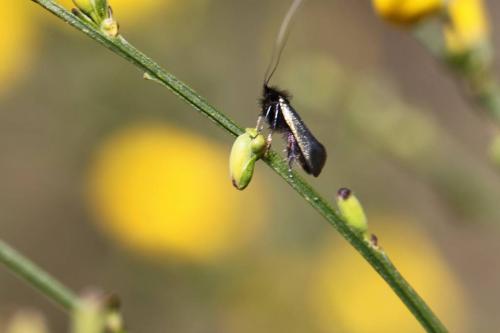 Adela reaumurella