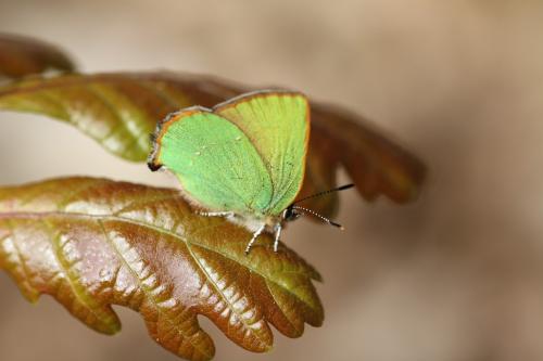 Réf. 68 315 : Callophrys rubi