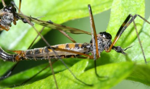 Réf. 68 546 : Limonia maculipennis
