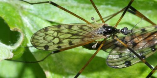 Réf. 68 548 : Limonia maculipennis