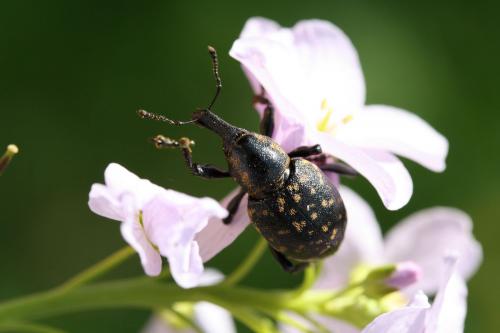 Liparus germanus