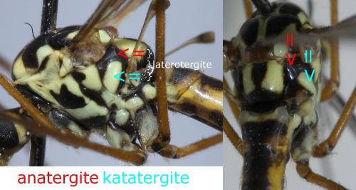 Nephrotoma appendiculata