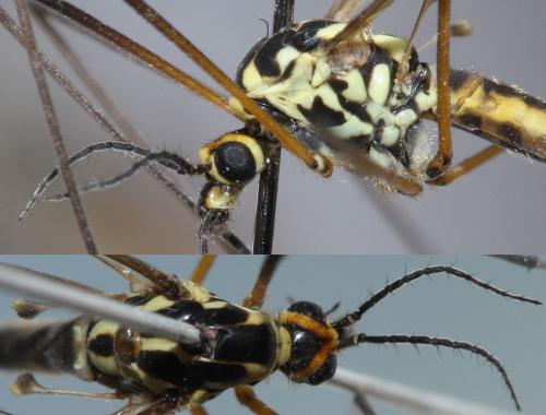 Réf. 68 707 : Nephrotoma appendiculata