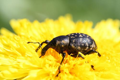 Liparus germanus