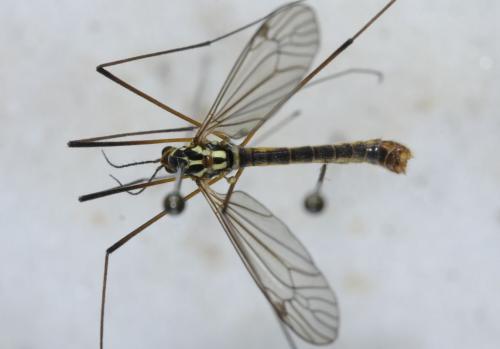 Nephrotoma appendiculata