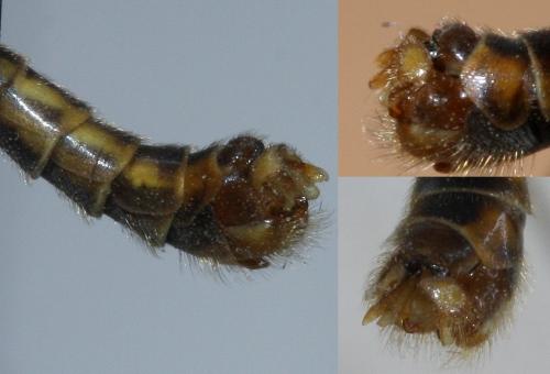 Nephrotoma appendiculata