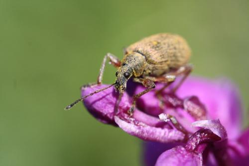 Réf. 68 891 : Phyllobius glaucus