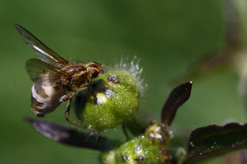 Scathophaga stercoraria