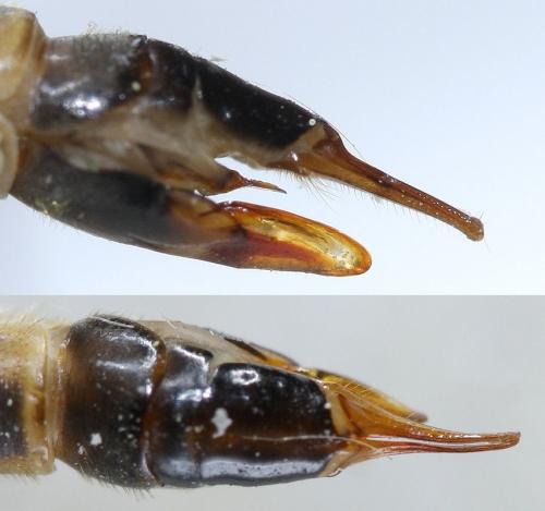 Tipula selene