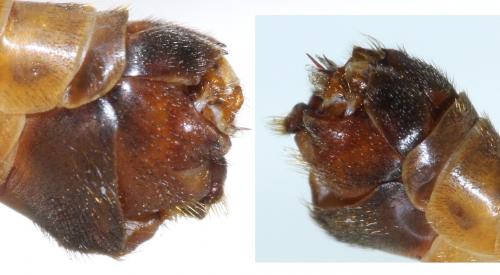 Réf. 68 787 : Tipula selene