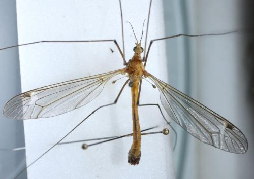 Réf. 68 789 : Tipula selene