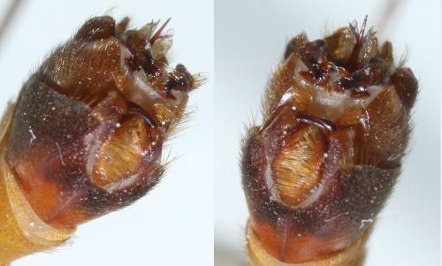 Réf. 68 788 : Tipula selene