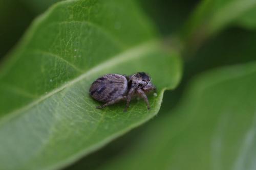 Evarcha arcuata