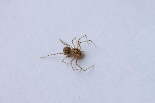 Scytodes thoracica