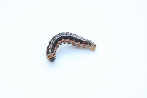Réf. 68 673 : Philereme vetulata
