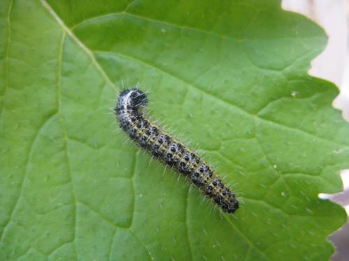 Pieris brassicae