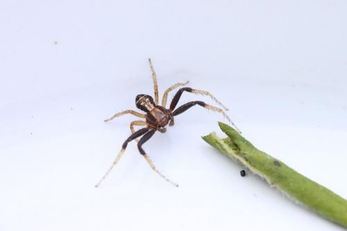Réf. 68 671 : Xysticus ulmi