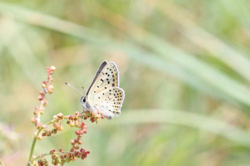 Lycaena tityrus
