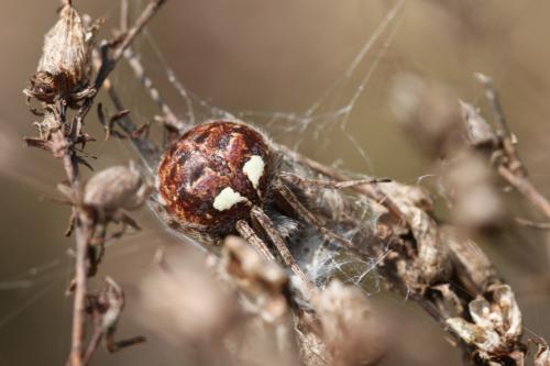Réf. 68 923 : Agalenatea redii