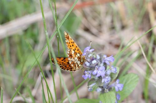 Réf. 68 918 : Boloria selene