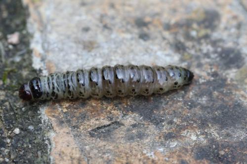 Apamea monoglypha
