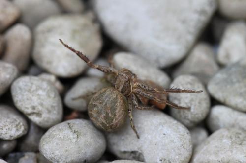 Xysticus sp.