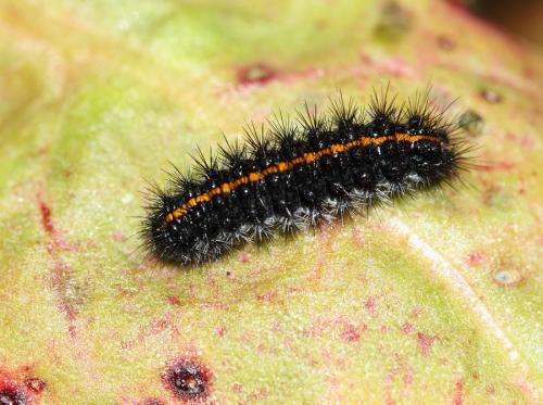 Réf. 68 663 : Coscinia striata