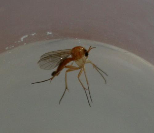 Réf. 68 261 : Sciophila sp.