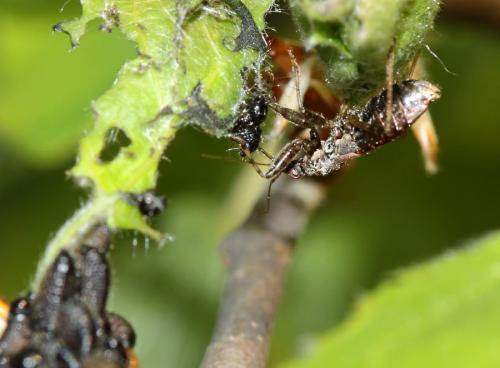 Himacerus mirmicoides