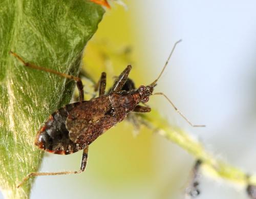 Réf. 68 873 : Himacerus mirmicoides