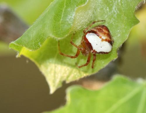 Réf. 68 871 : Araneus sp.