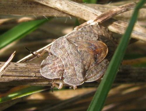 Sciocoris homalonotus