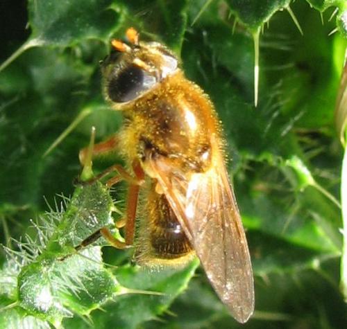 Réf. 68 010 : Cheilosia albipila