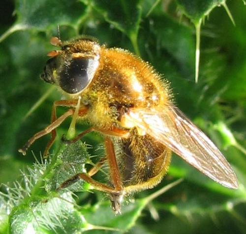 Cheilosia albipila