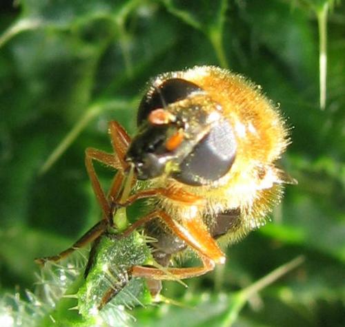 Cheilosia albipila
