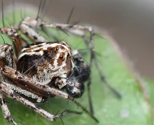 Oxyopes sp.
