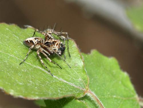 Oxyopes sp.