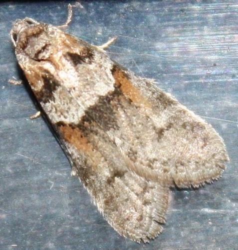 Réf. 68 843 : Tortricodes alternella