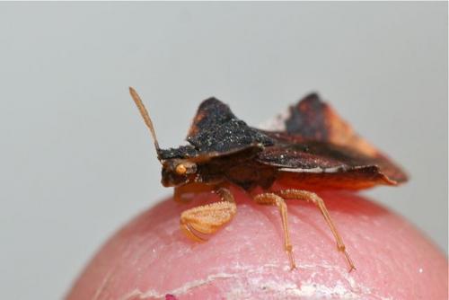 Réf. 68 980 : Phymata crassipes