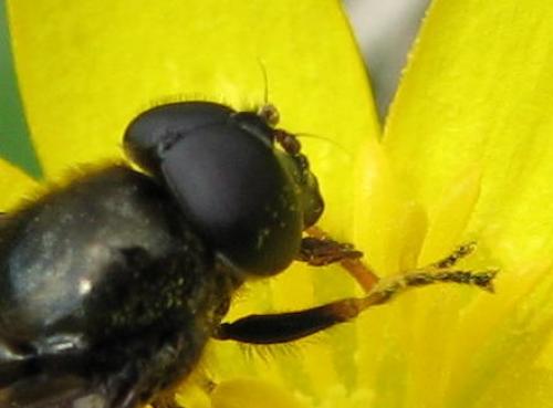 Cheilosia sp.