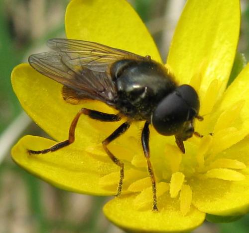 Cheilosia sp.