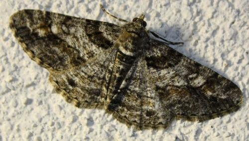 Réf. 68 825 : Cleora cinctaria