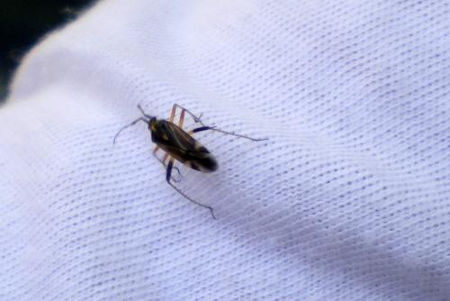 Harpocera thoracica