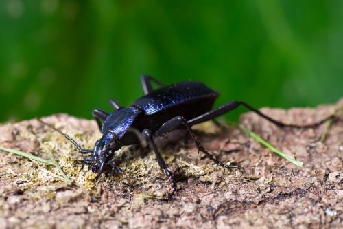 Carabus intricatus