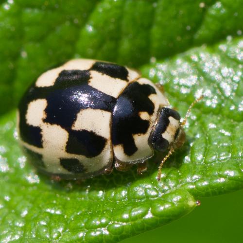 Propylea quatuordecimpunctata
