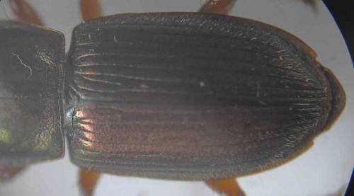 Harpalus affinis
