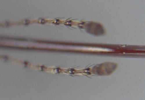 Curculio glandium