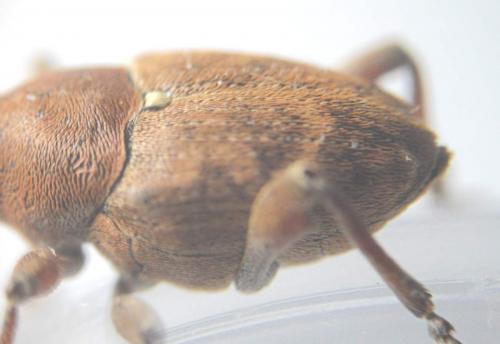 Curculio glandium