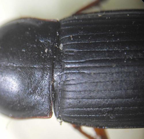 Harpalus rubripes