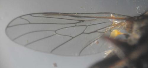 Empis femorata